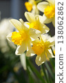 水仙、花、花田、花壇 138062862