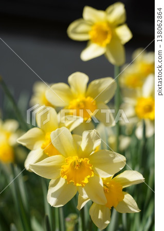 Daffodils, flowers, flower fields, flowerbeds Daffodils, flowers, flower fields, flowerbeds 138062864