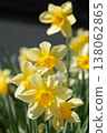 水仙、花、花田、花壇 138062865