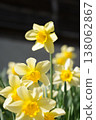 水仙、花、花田、花壇 138062867