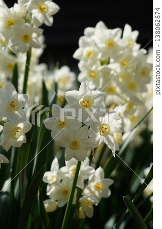 Daffodils, flowers, flower fields, flowerbeds Daffodils, flowers, flower fields, flowerbeds 138062874
