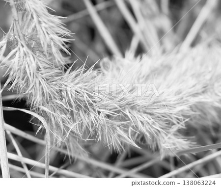close-up of dry grass in the field. shallow depth of field close-up of dry grass in the field. shallow depth of field 138063224