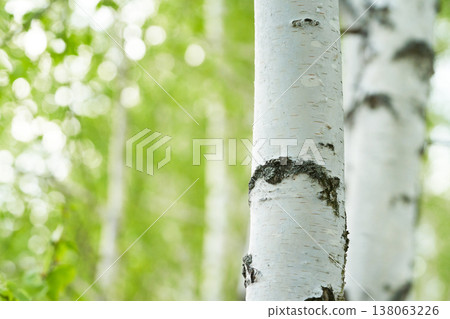 birch forest in sunlight in the morning on blur background with bokeh. birch forest in sunlight in the morning on blur background with bokeh. 138063226