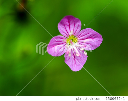 有睡蓮葉的風景 138063241