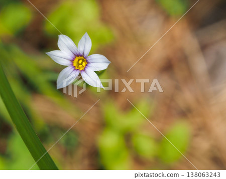 肉桂花的風景 肉桂花的風景 138063243