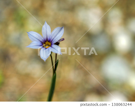 肉桂花的風景 138063244