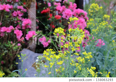 March 21 2026 Brassica Napus Yellow Flowers Blooming In Field 138063293