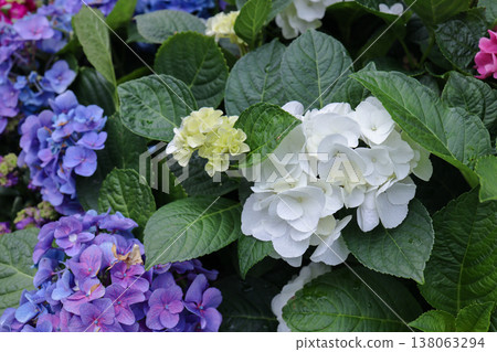 March 21 2026 Close Up Of Blue And Yellow Hydrangea 138063294