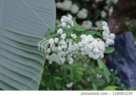 March 21 2026 Spiraea Prunifolia Flowers Blooming In Spring Garden March 21 2026 Spiraea Prunifolia Flowers Blooming In Spring Garden 138063295