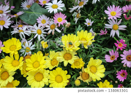 March 21 2026 Pink and yellow strawflowers bloom brightly across lush foliage March 21 2026 Pink and yellow strawflowers bloom brightly across lush foliage 138063301