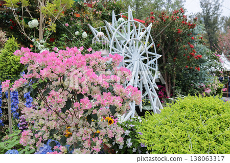 March 21 2026 a Bougainvillea Shrub Blooming In Vibrant Garden March 21 2026 a Bougainvillea Shrub Blooming In Vibrant Garden 138063317