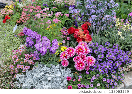 March 21 2026 Vibrant Garden Bed With Dahlias And Asters 138063329