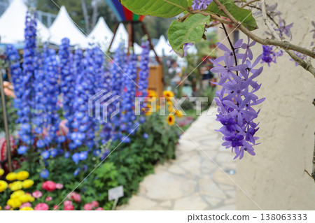 March 21 2026 Petrea Volubilis Purple Wreath Blooming Outdoors Garden March 21 2026 Petrea Volubilis Purple Wreath Blooming Outdoors Garden 138063333