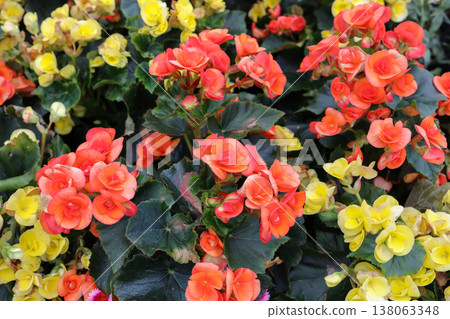 March 21 2026 a Begonia Hiemalis Flowers Blooming In Garden 138063348