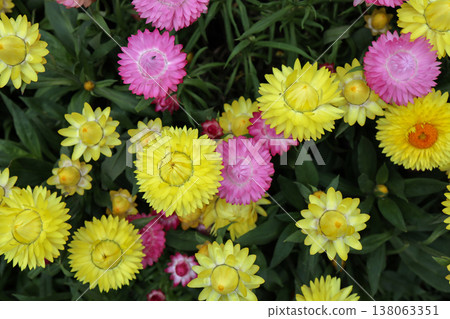 March 21 2026 Bright yellow strawflower blooms vividly among deep green foliage March 21 2026 Bright yellow strawflower blooms vividly among deep green foliage 138063351