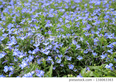 March 21 2026 Lobelia Erinus Trailing Flowers Blooming Outdoors Garden March 21 2026 Lobelia Erinus Trailing Flowers Blooming Outdoors Garden 138063363