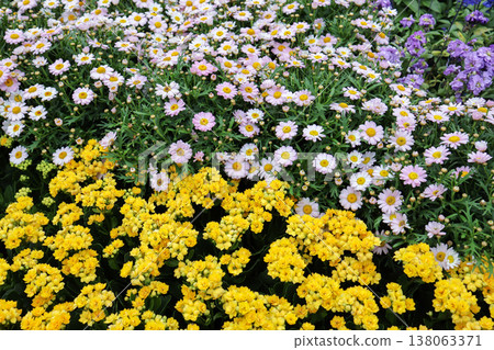 March 21 2026 Corn Marigold Flowers Blooming In Sunny Field March 21 2026 Corn Marigold Flowers Blooming In Sunny Field 138063371