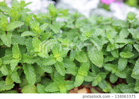 March 21 2026 a Spearmint Herb Growing Vibrantly In Garden 138063375
