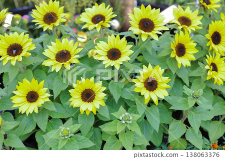 March 21 2026 Sunflowers in Bloom Over Lush Green Leaves in a Sunny Garden 138063376