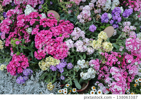 March 21 2026 a Sweet William Flowers Blooming In Garden Display 138063387