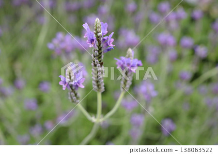March 21 2026 Lavender Colored Blooms Cover Garden Bed in Gentle Waves March 21 2026 Lavender Colored Blooms Cover Garden Bed in Gentle Waves 138063522