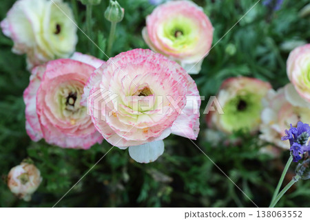 March 21 2026 Layered Pink Ranunculus Flowers Bloom Gracefully Among Green Foliage March 21 2026 Layered Pink Ranunculus Flowers Bloom Gracefully Among Green Foliage 138063552