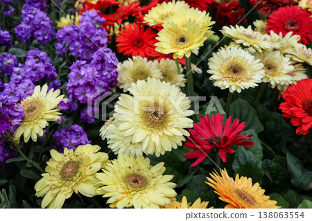 March 21 2026 Bright gerbera daisies bloom in vibrant mixed color display March 21 2026 Bright gerbera daisies bloom in vibrant mixed color display 138063554