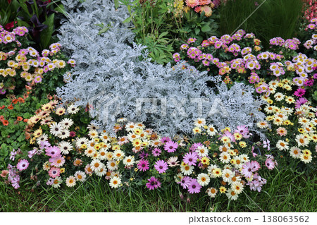 March 21 2026 Colorful Cottage Garden Bed With Pink Strawflowers 138063562
