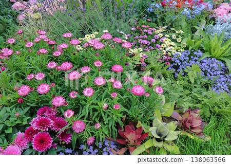March 21 2026 Colorful Cottage Garden Bed With Pink Strawflowers March 21 2026 Colorful Cottage Garden Bed With Pink Strawflowers 138063566