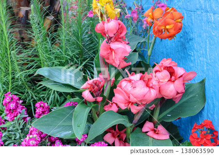 March 21 2026 Pink Canna Lily Flowers in Garden by Blue Wall With Lush Green March 21 2026 Pink Canna Lily Flowers in Garden by Blue Wall With Lush Green 138063590