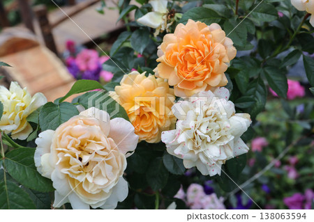 March 21 2026 Cluster Of Yellow, Cream And Peach Garden Roses With Lush Green Leaves March 21 2026 Cluster Of Yellow, Cream And Peach Garden Roses With Lush Green Leaves 138063594