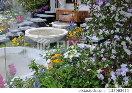 March 21 2026 a Brunfelsia Pauciflora Flowers Blooming In Garden March 21 2026 a Brunfelsia Pauciflora Flowers Blooming In Garden 138063613