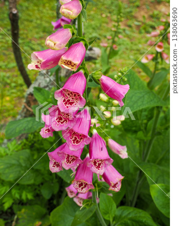 Digitalis flowers 138063690