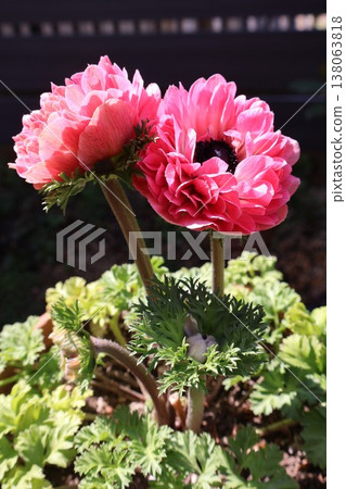 粉紅色重瓣銀蓮花桃 138063818