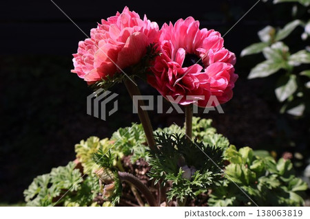 Pink double-flowered anemone peach Pink double-flowered anemone peach 138063819