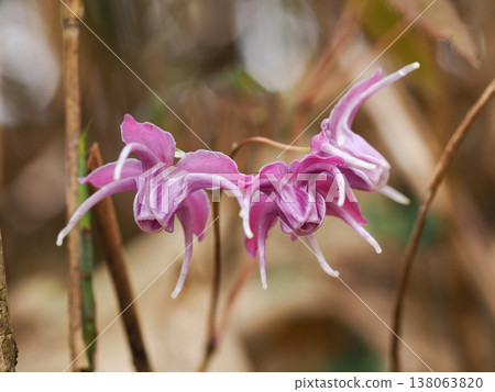 山水與淫羊藿 138063820