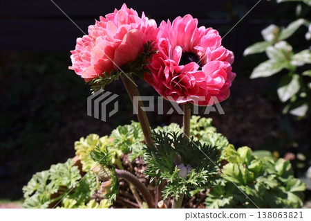 Pink double-flowered anemone peach Pink double-flowered anemone peach 138063821