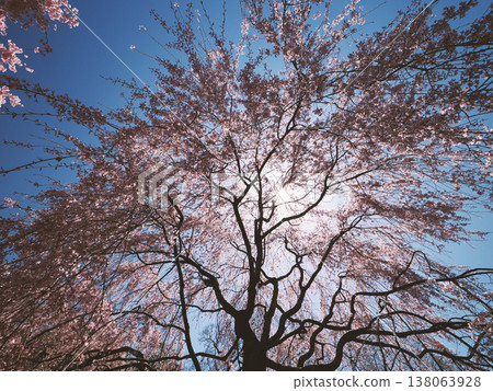Tsujiyama weeping cherry tree Hagi Tsujiyama weeping cherry tree Hagi 138063928