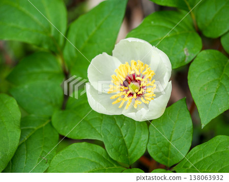 Scenery with Peonies Scenery with Peonies 138063932