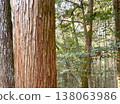 Tree trunks and forest scenery 138063986