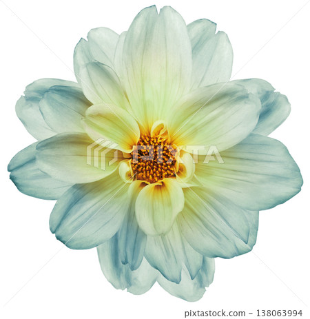 Flower dahlia Isolated on a white background. Close-up. without shadows. For design. Flower dahlia Isolated on a white background. Close-up. without shadows. For design. 138063994