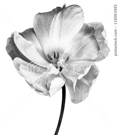 Yellow tulip. Flower on a white isolated background with clipping path. For design. Closeup. Nature. Yellow tulip. Flower on a white isolated background with clipping path. For design. Closeup. Nature. 138063995