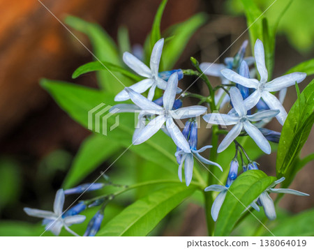 景觀與 Amsonia elliptica 138064019