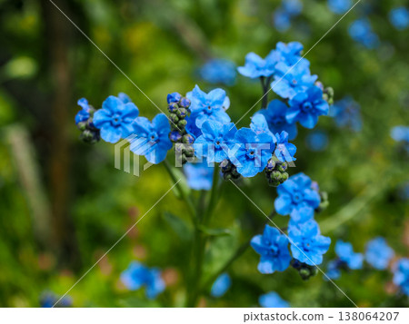 Flowers of sunflower (Sinoglossum) Flowers of sunflower (Sinoglossum) 138064207