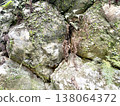 A natural landscape of rocky surfaces covered with moss and plants. 138064372
