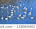 A scene of swans and ducks at Natsume Weir in Tono-cho. 138064402