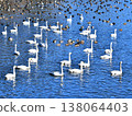 A scene of swans and ducks at Natsume Weir in Tono-cho. 138064403