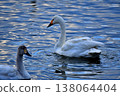 Swans floating on the water at Natsume Weir in Tono-cho. 138064404