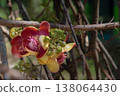 Exotic Cannonball Tree Flower: The Vibrant Bloom of Couroupita guianensis 138064430