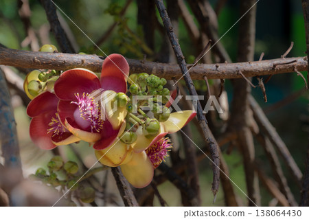 Exotic Cannonball Tree Flower: The Vibrant Bloom of Couroupita guianensis 138064430
